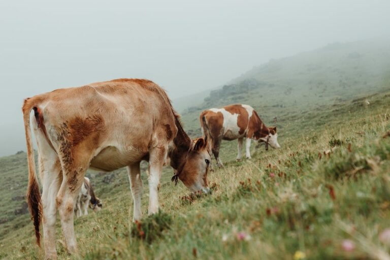 cows grazing